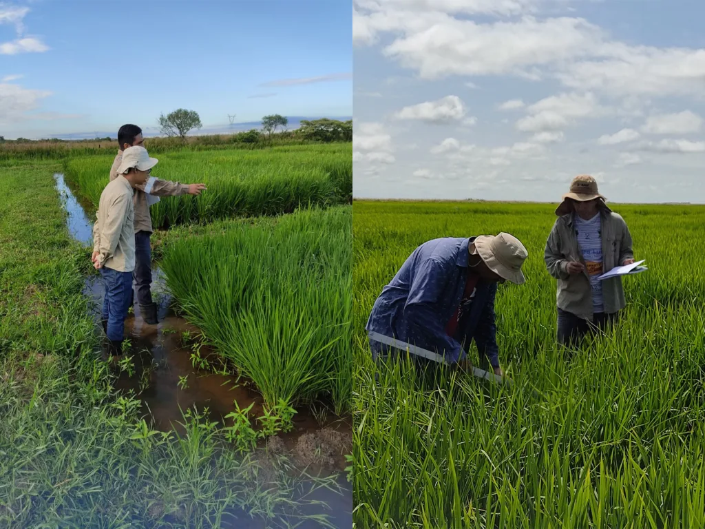 Programa De Arroz Del Ipta Investiga L Neas En Tres Ecorregiones A